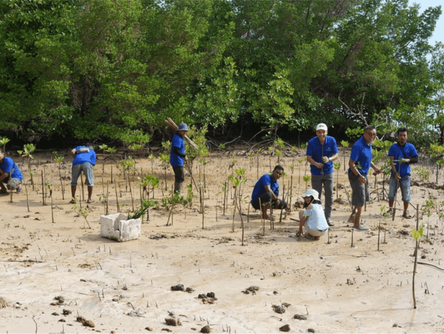 Mangrove Restoration